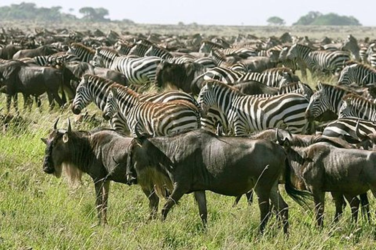 4 giorni Partecipa al tour di gruppo Tarangire Serengeti e cratere di Ngorongoro