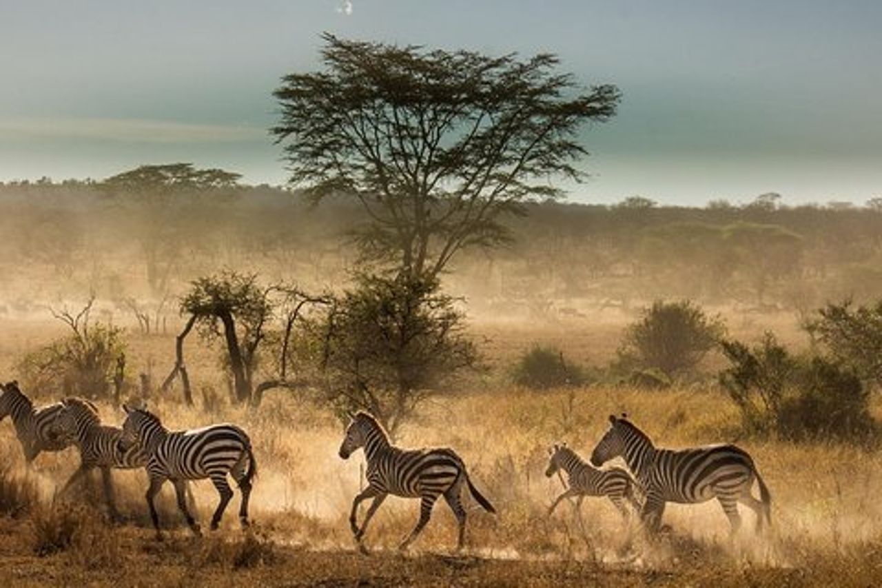 Safari in campeggio a 6 giorni in Tanzania
