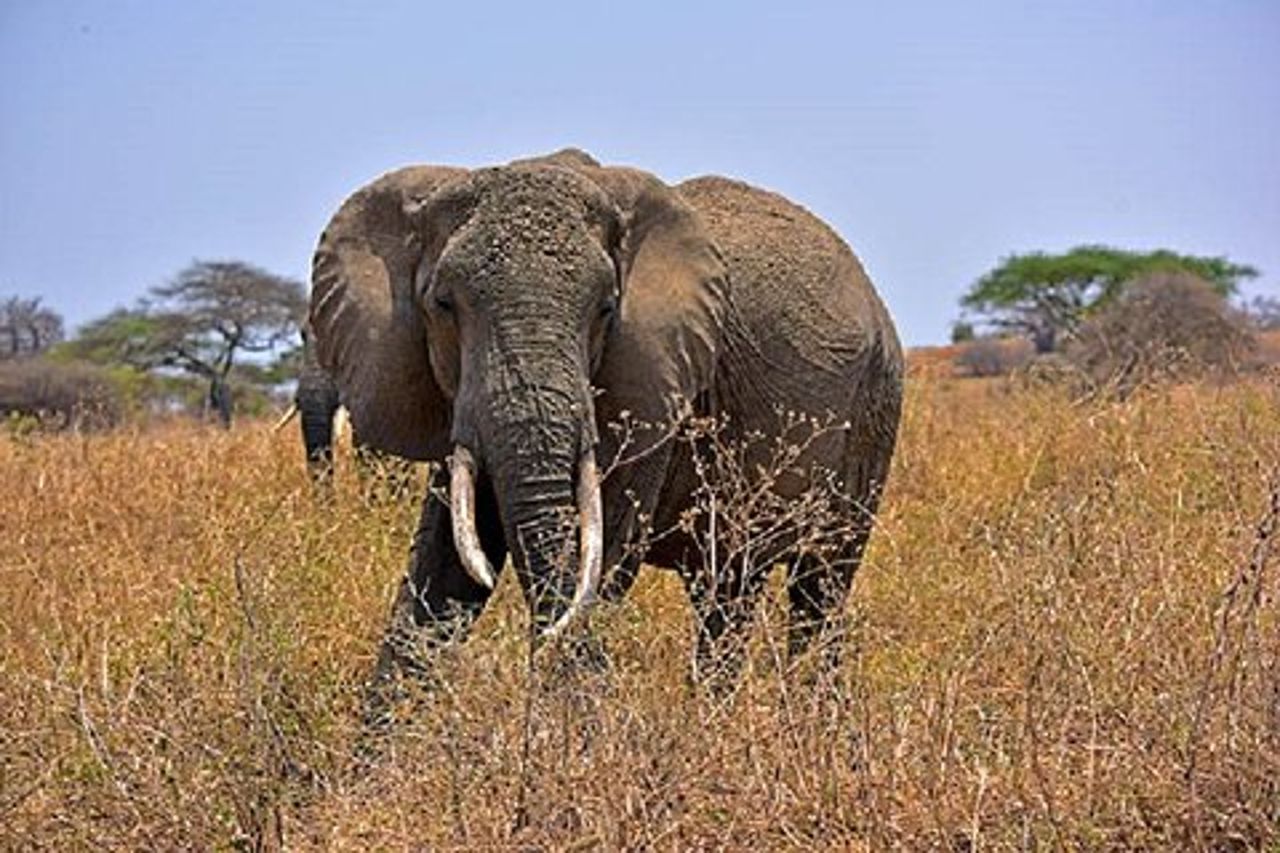Tour di un giorno del Tarangire