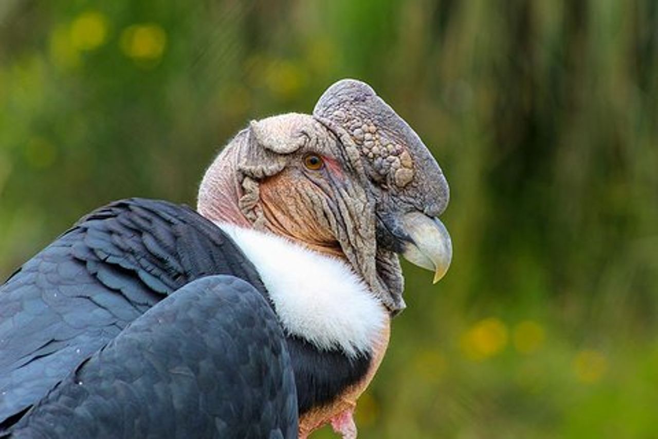 Antisana Volcano Birding & Natural History Condor Tour PRIVATO, tutto incluso