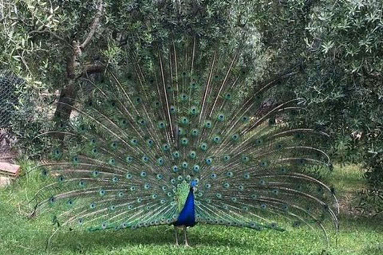 Tour privato di degustazione di vini Chianti da Firenze : Greve&Castellina
