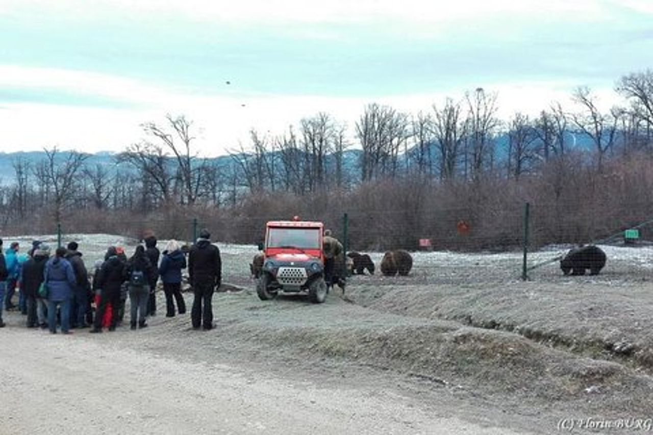 LiBEARty - il Santuario degli orsi bruni di Zarnesti