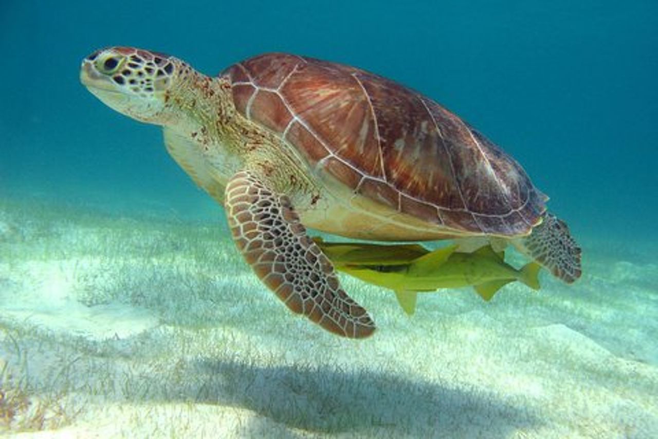 Tour di mezza giornata di tartarughe marine e snorkeling Cenote da Cancun e Riviera Maya
