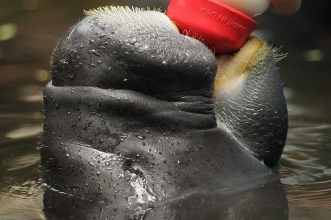 Amazon Rescue Center - Biglietto di ammissione al Manatees Conservation Center