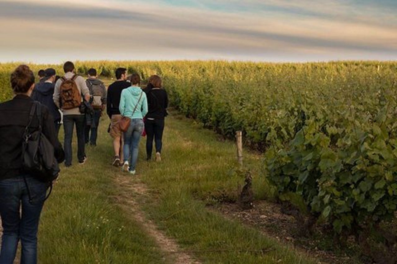 Visita di un vigneto, cantina e cantina con degustazione di vini a Vouvray, nella Valle della Loira