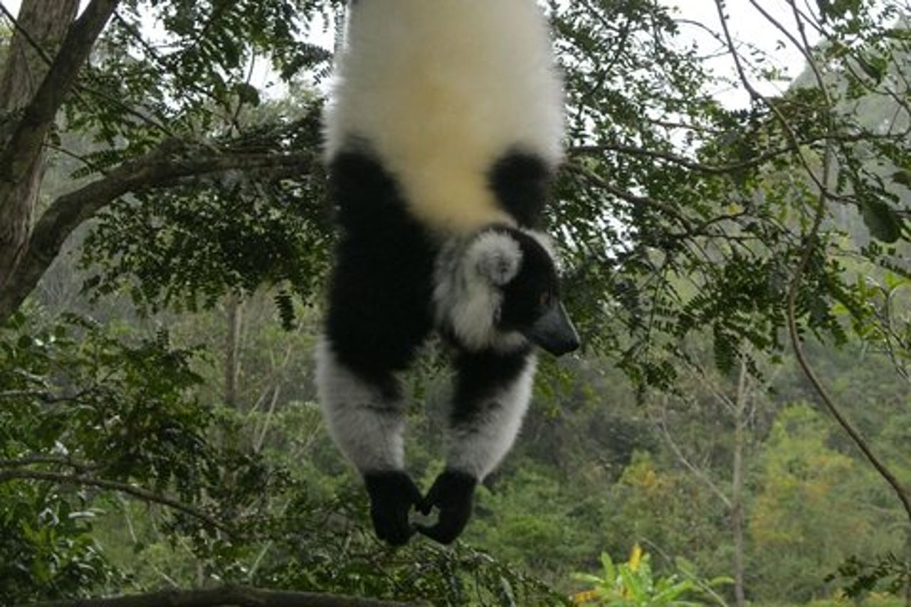 Tour della natura del Madagascar per 2 giorni