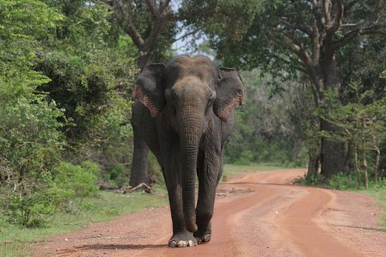 Safari serale - Yala National Park con safari Janaka - dalle 14:00 alle 18:30