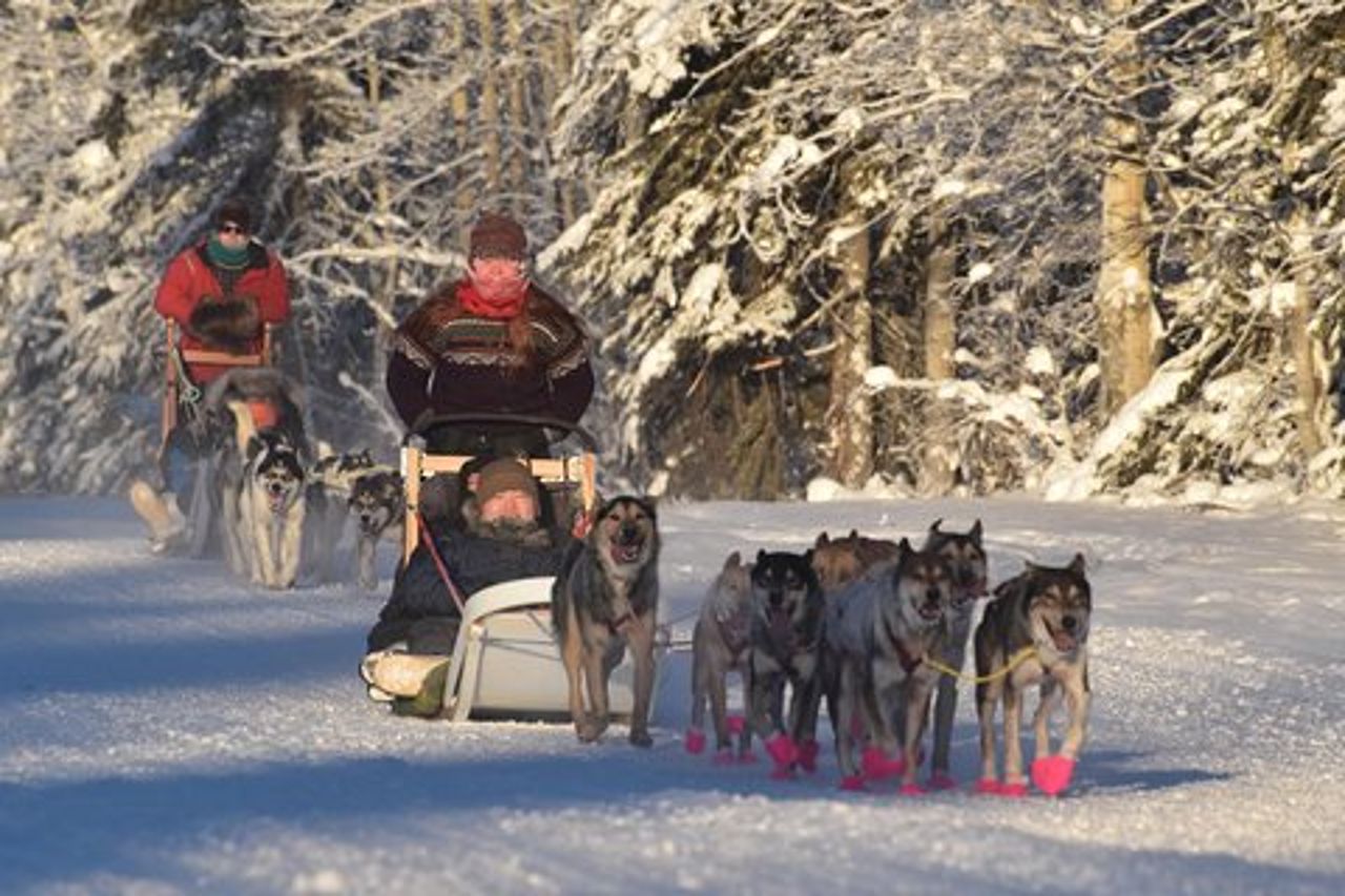Esperienza di slitte trainate da cani e Mushing al Polo Nord