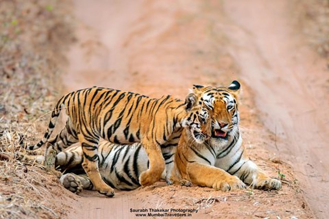 Safari notturno con due tigri al parco nazionale di Tadoba e trasferimenti da Nagpur