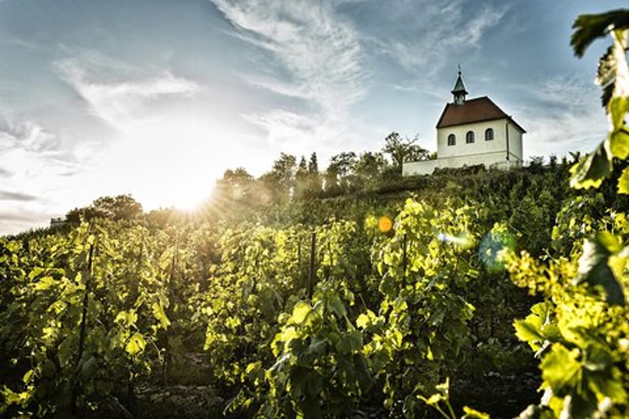 Tour privato dei vigneti nascosti di Praga