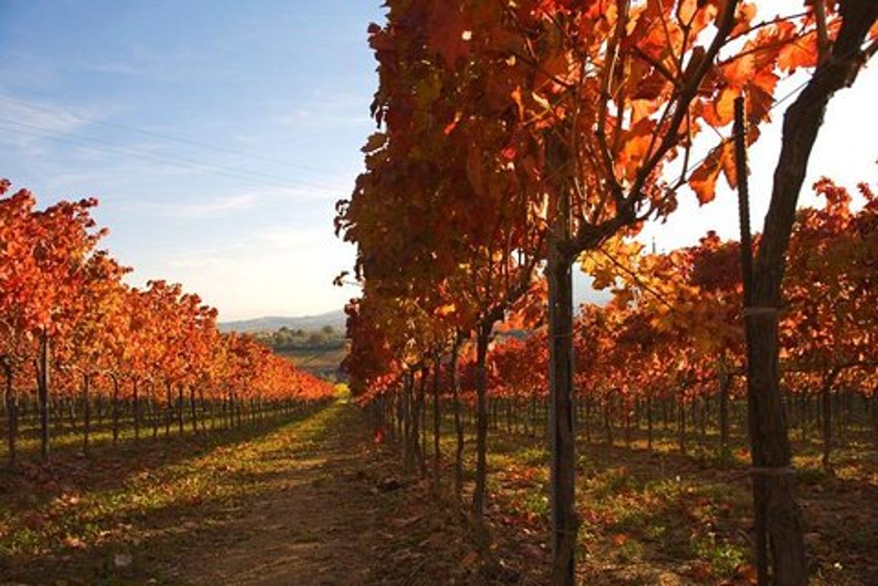 Montefalco: tour della cantina e del frantoio con pranzo leggero