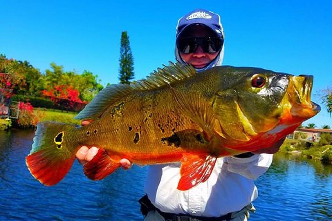 Miami Airport Lakes Peacock Bass Pesca (da 1 a 4 ppl)