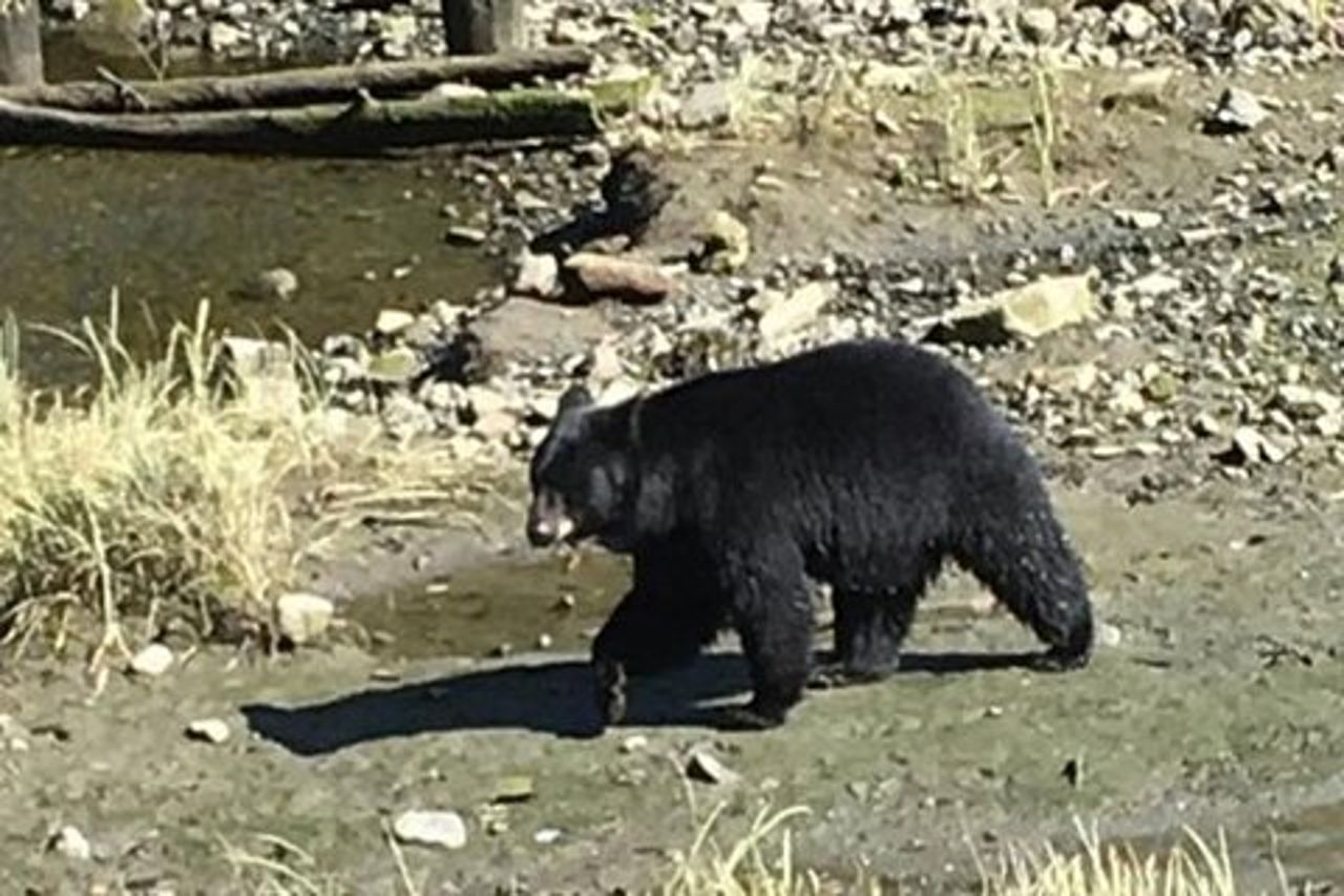 Escursione a bordo della Ketchikan: Eagle Sanctuary e Rainforest Wildlife Center