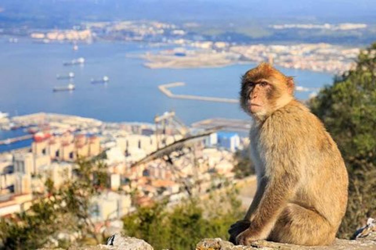 Tour privati esclusivi da Malaga e Marbella a Gibilterra