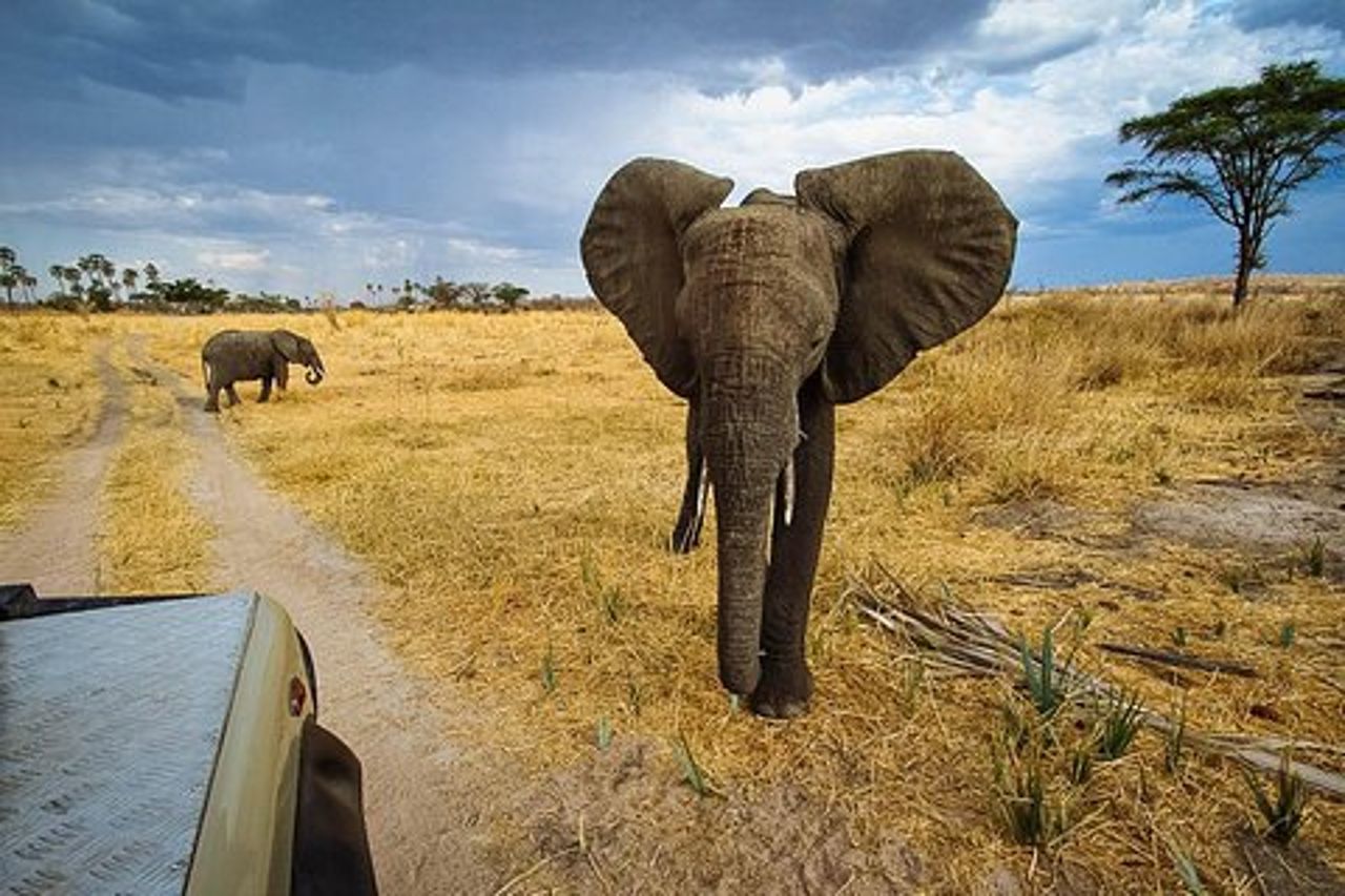 2 giorni nel parco nazionale di Ruaha.