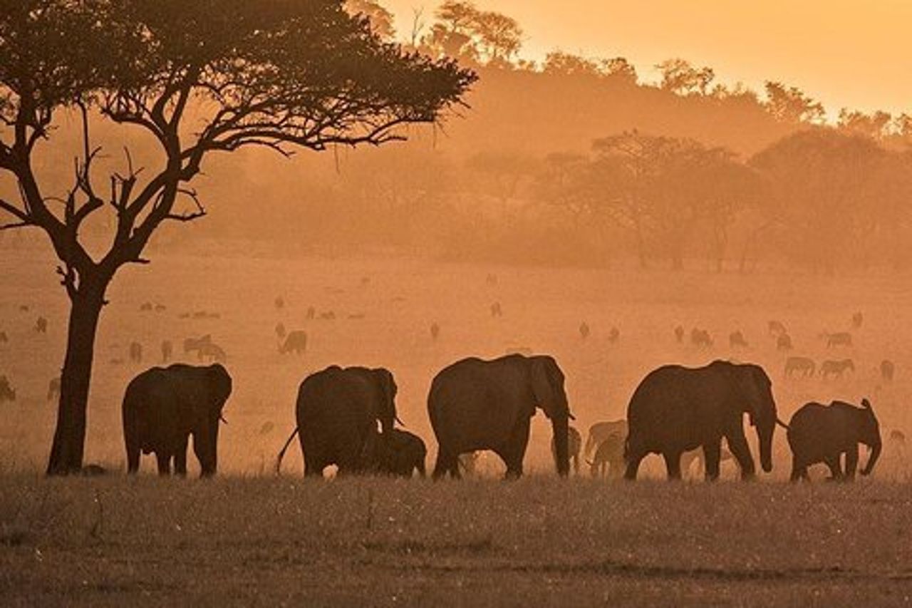 tour privato di serengeti, ngorongoro e tarangire di 5 giorni