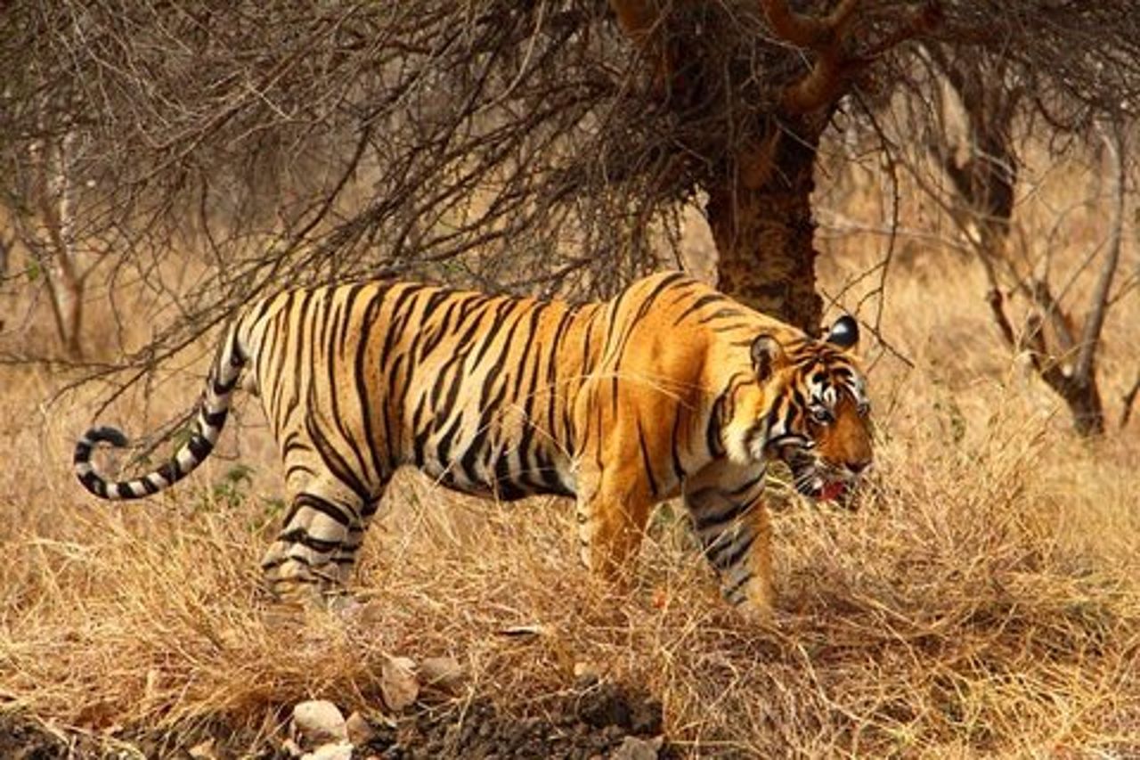 2 giorni Ranthambore Tiger Safari con biglietti