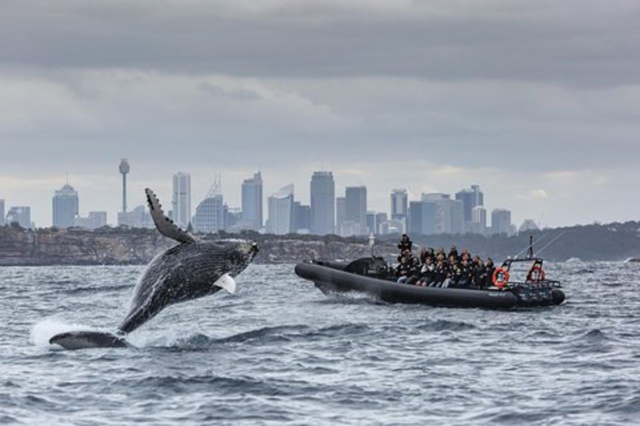 Avvistamento balene a Sydney in motoscafo
