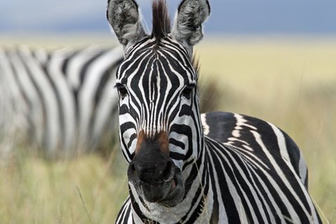Safari di 4 giorni da Arusha: Tarangire, Serengeti e Ngorongoro