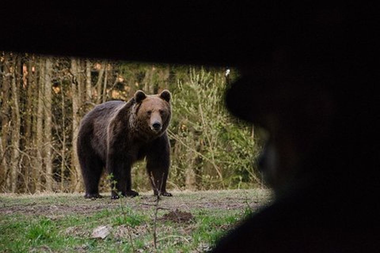 Orso che osserva nella terra dei vulcani