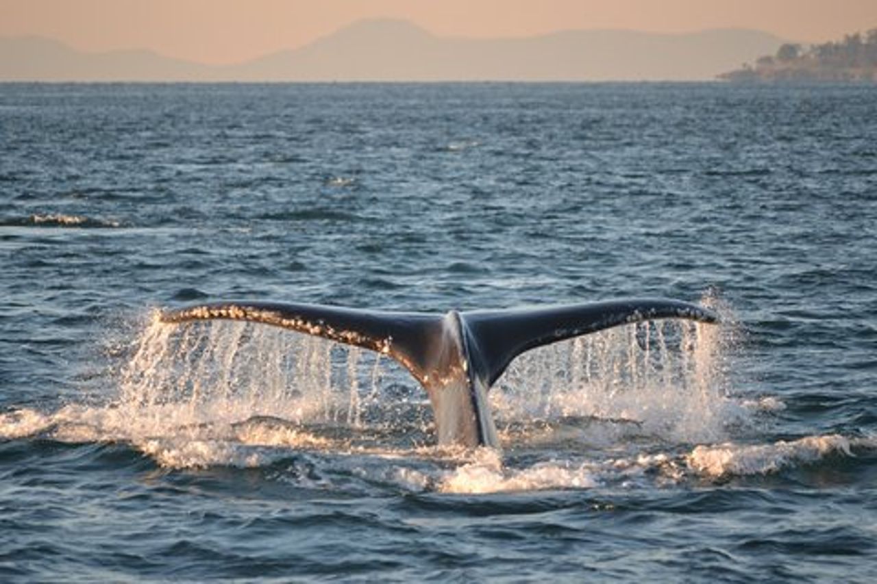 Avvistamento di balene da Friday Harbor