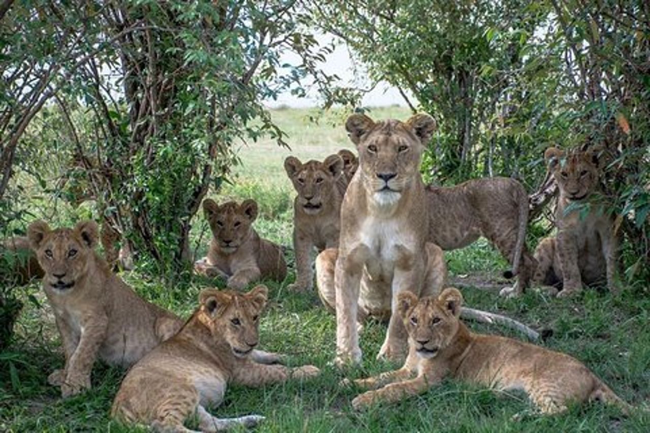 5 giorni Masai Mara, Lake Naivasha, Lake Nakuru Safari