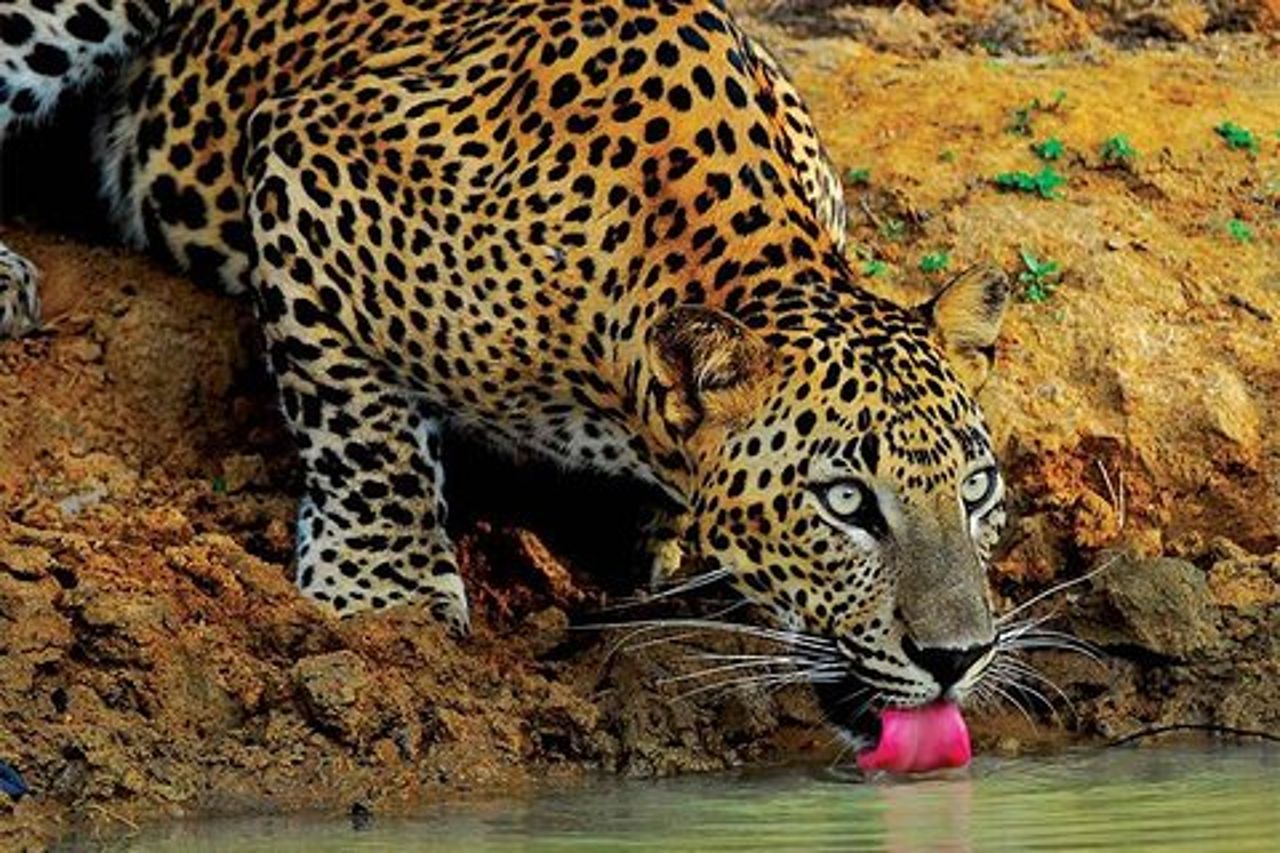 Yala Wild Adventure Safari