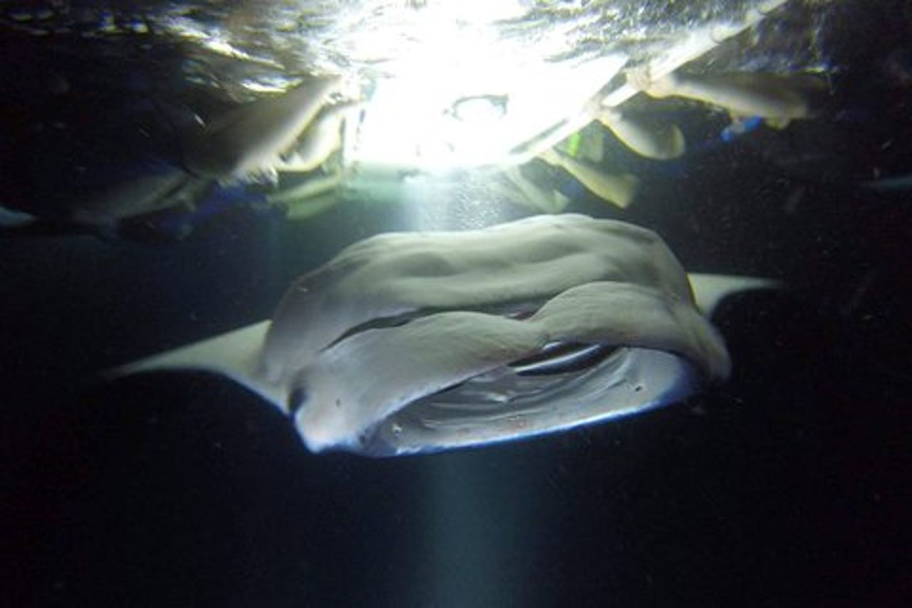 Kona Manta Ray Snorkel Tour : garantito o torna gratis