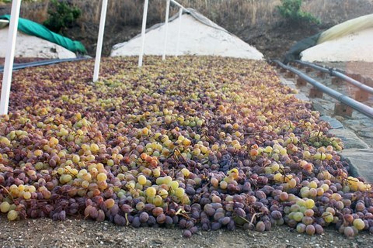 Via dell'Uomo Moscato - Piccolo gruppo con pranzo incluso