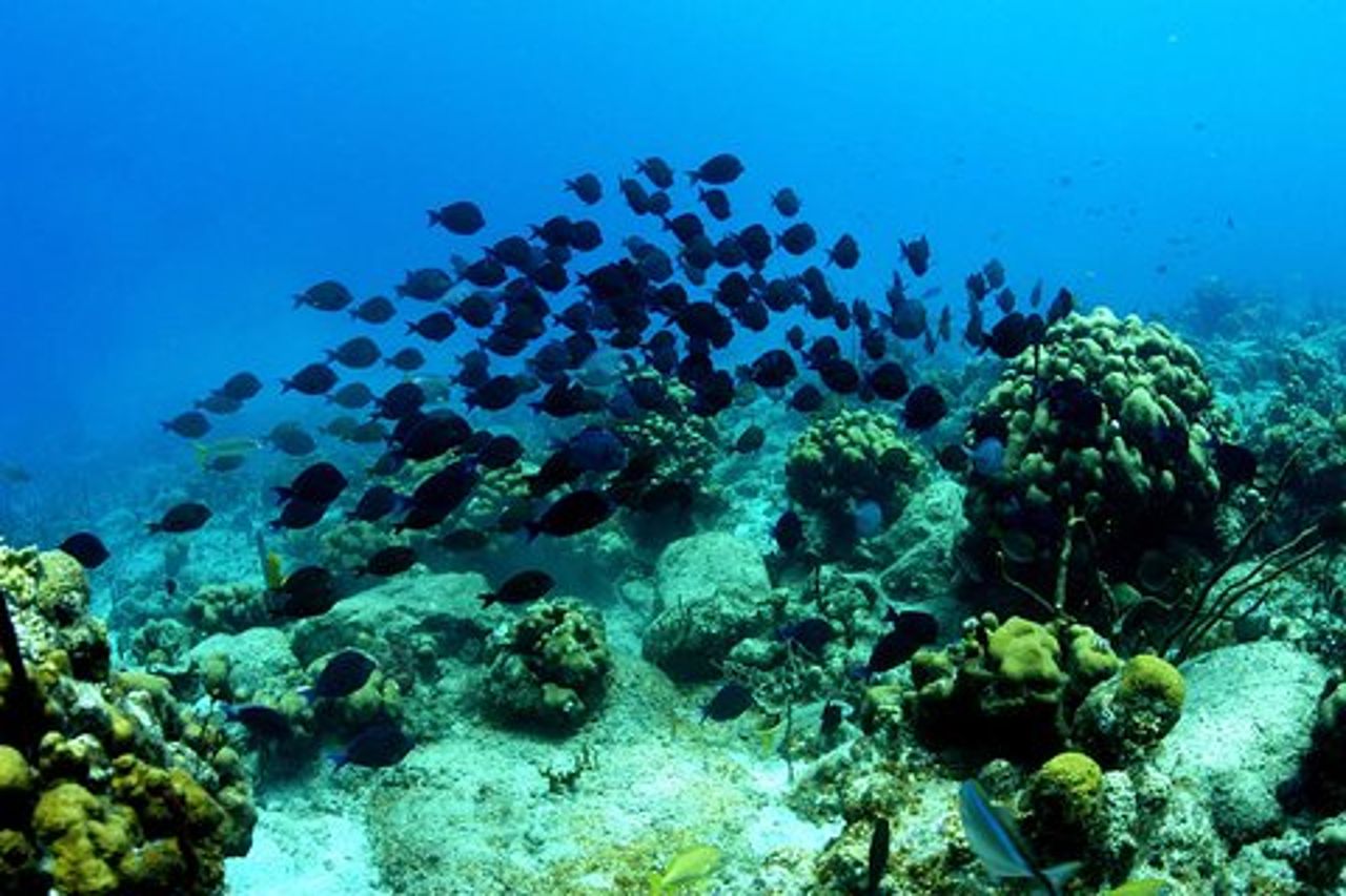 Giro dell'isola in barca e intorno alle splendide acque delle Isole Vergini britanniche
