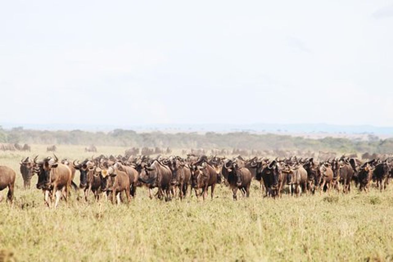 Orme della Migrazione del Serengeti di 9 giorni Safari in Tanzania