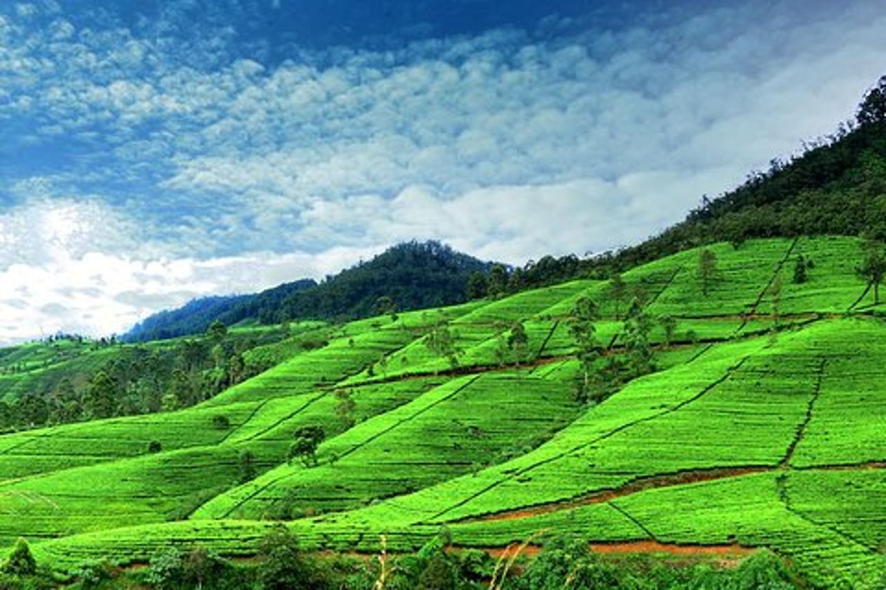 Tour privato di un'intera giornata a Nuwara Eliya da Kandy