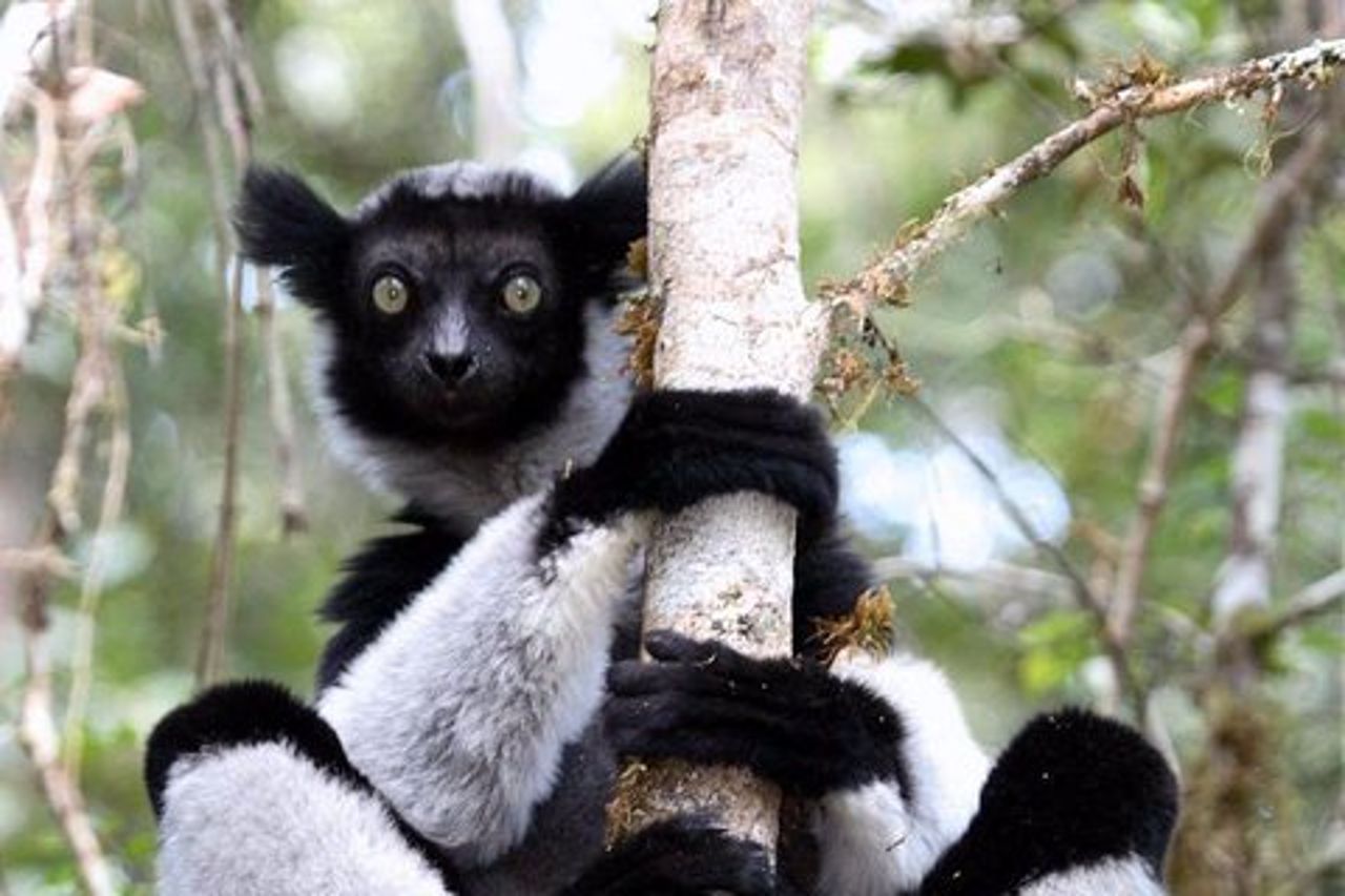 Gita di un giorno ad Andasibe Lemurs