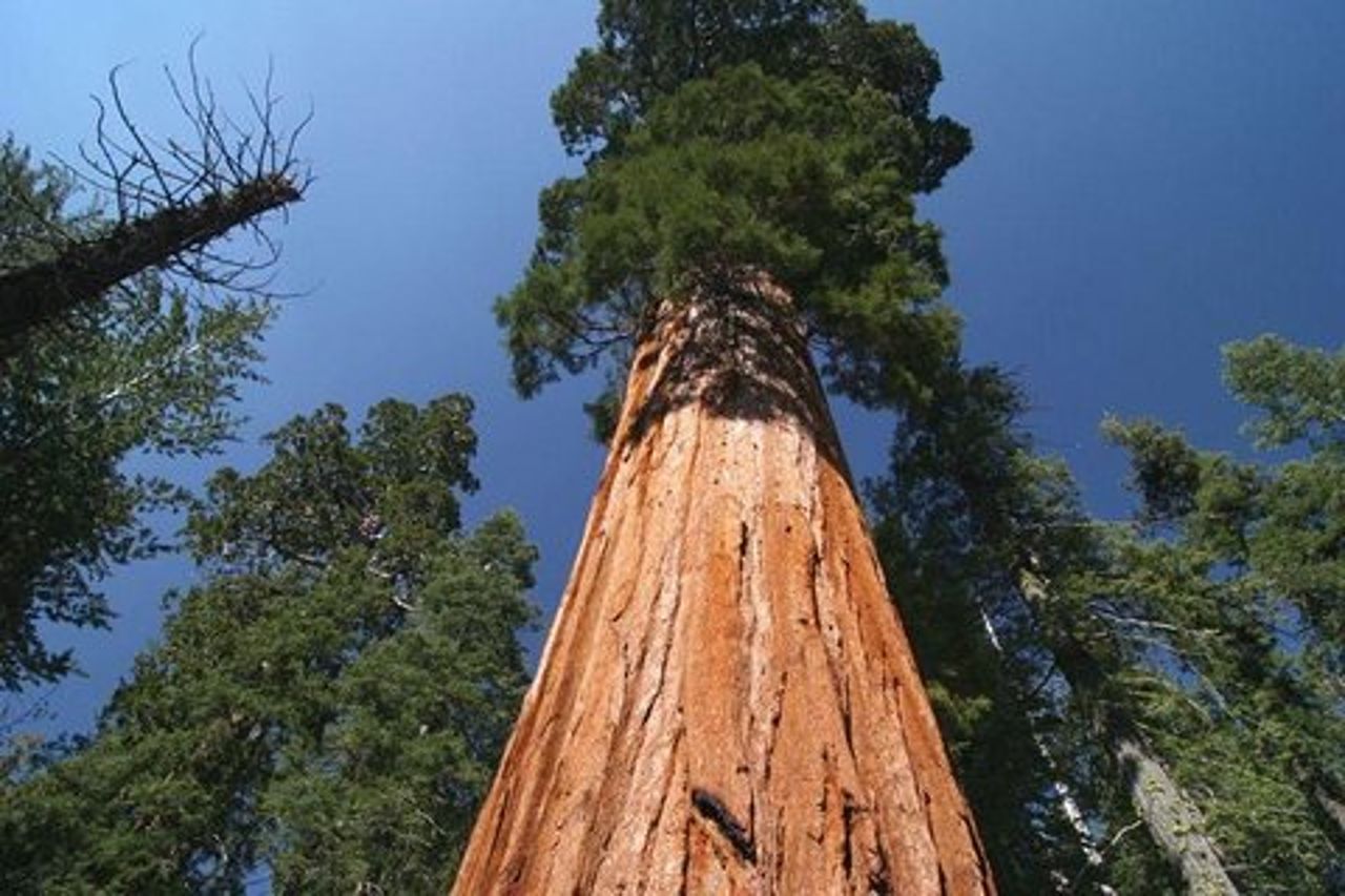 Sequoia National Park Adventure da Tulare