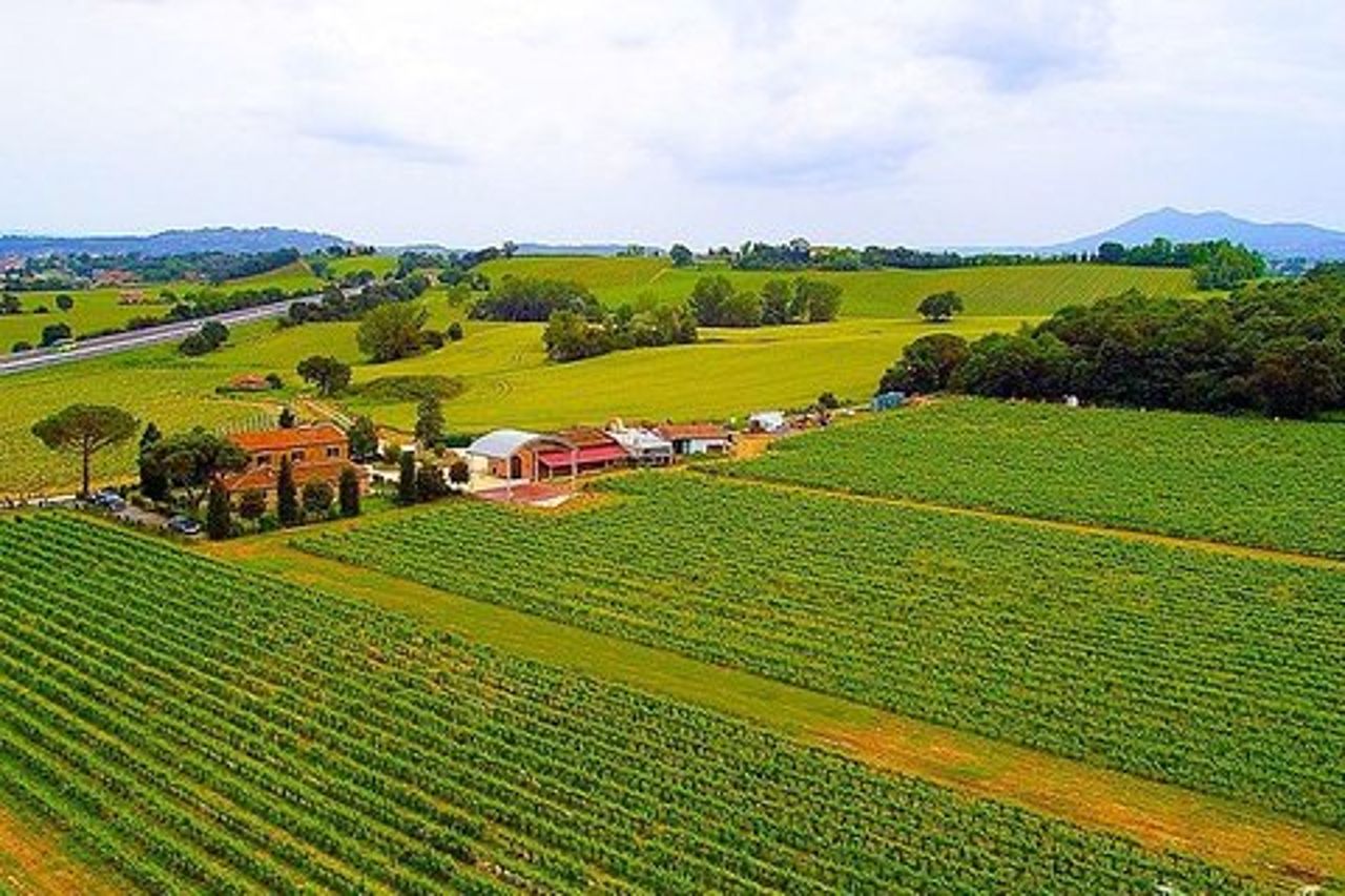 Assapora un menù con degustazione vini, nell'incanto del vigneto Casanova