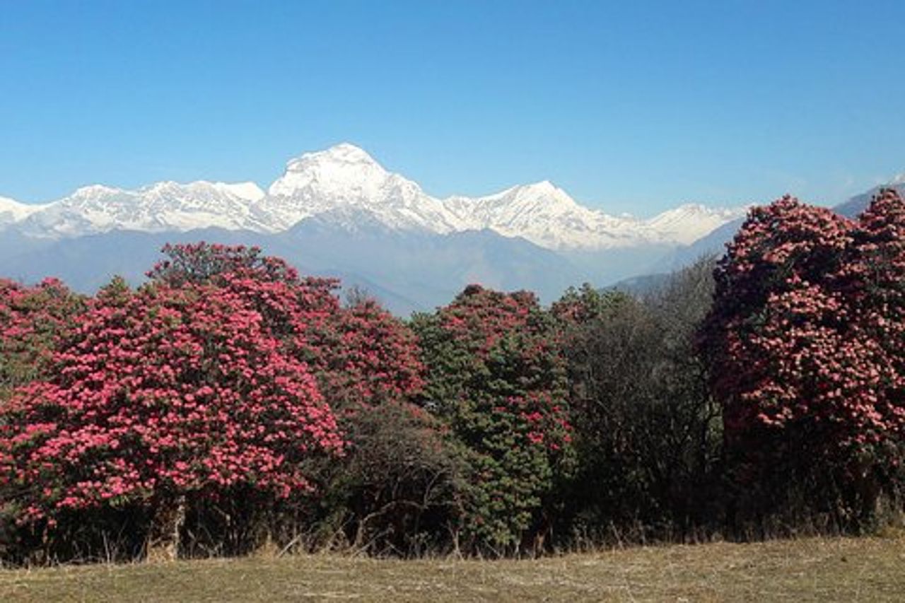 Tour di trekking privato di 4 giorni a Poon Hill