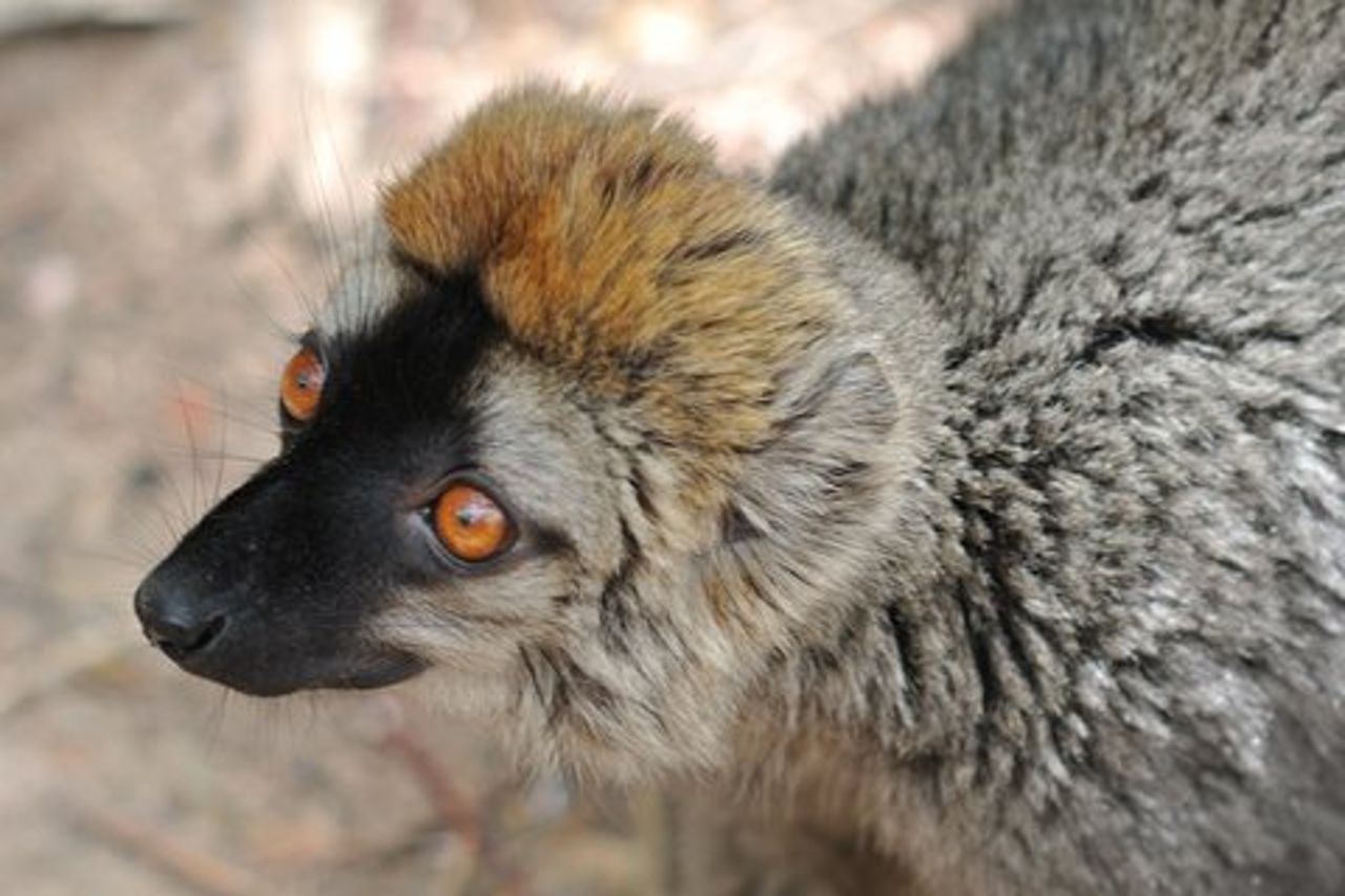 Madagascar unico