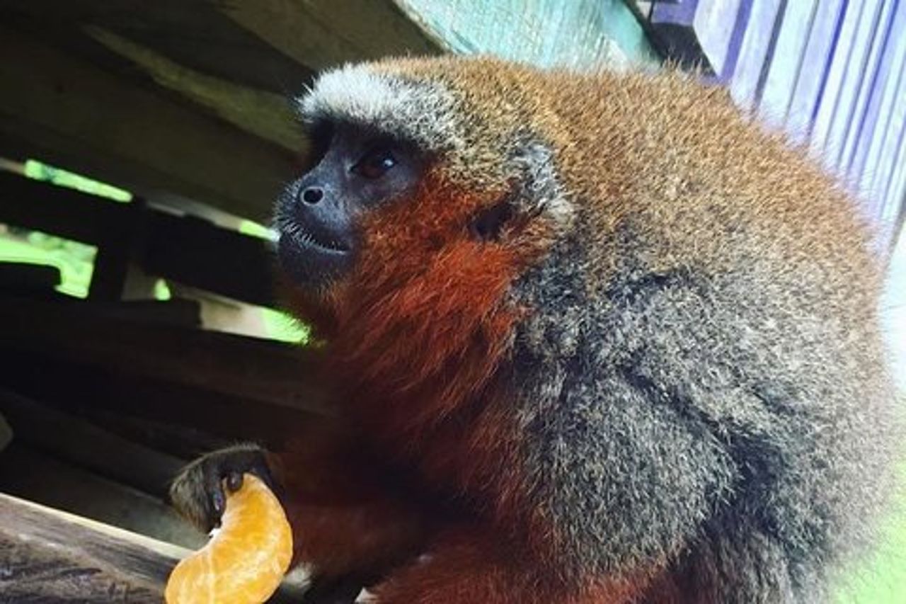 Monkey Island, Rio delle Amazzoni e specie acquatiche autoctone - Tutti i biglietti
