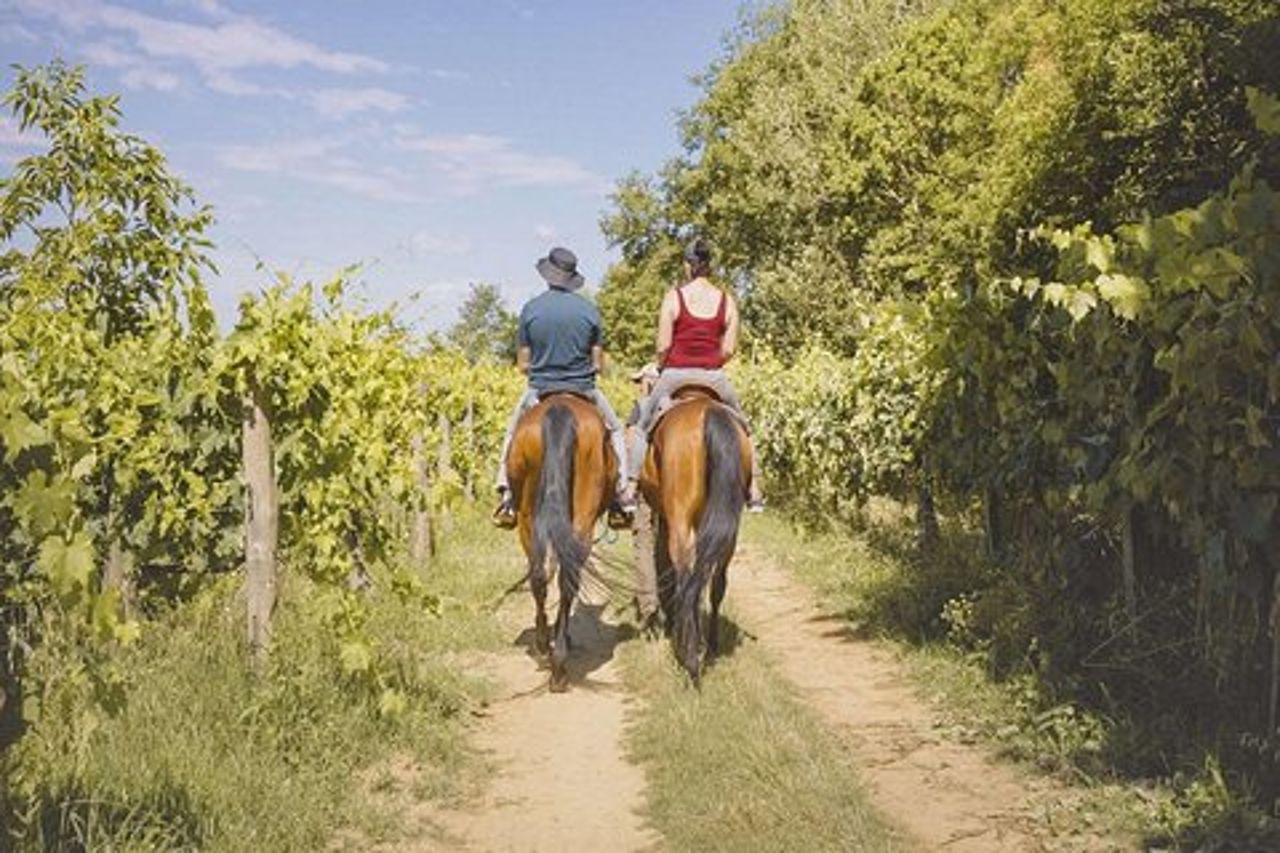 A cavallo sulle colline tra Valdichiana Senese e Val d'Orcia con picnic toscano