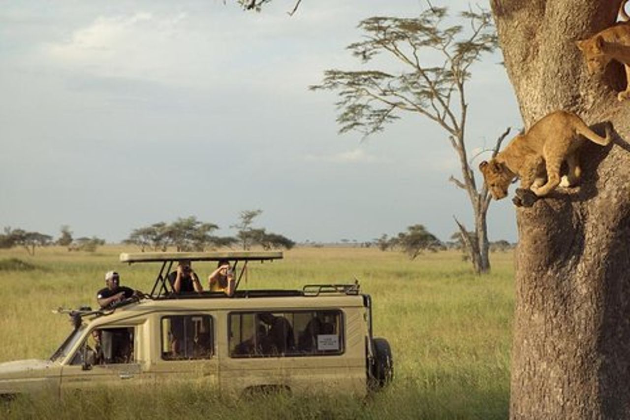 Safari Excelente e Safari Lujos Tanzania