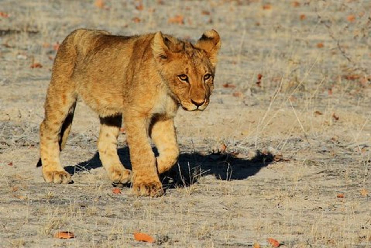 2 giorni di fauna selvatica Etosha Safari- Camping