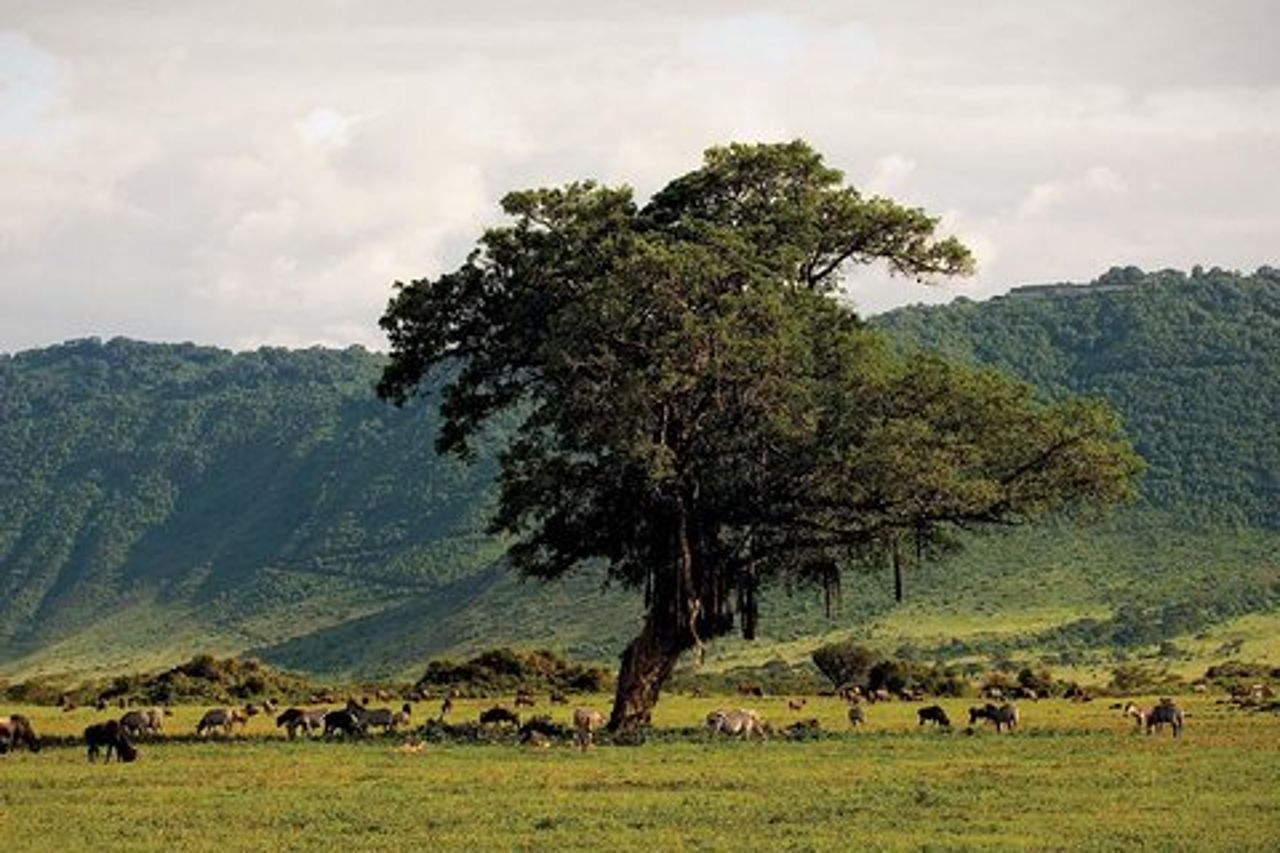 Gita di un giorno al cratere di Ngorongoro