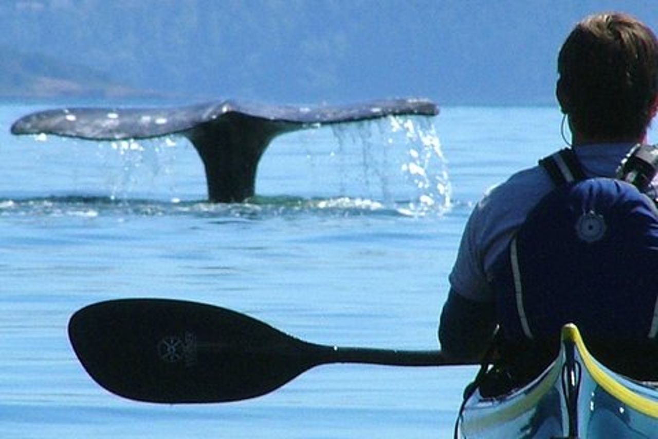 Tour di 3 ore in kayak da mare nelle isole di San Juan