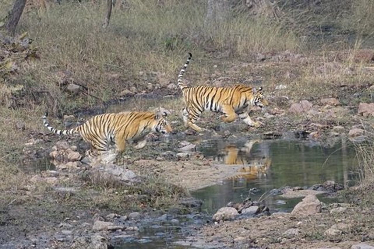 Esclusivo Ranthambore Tiger Safari