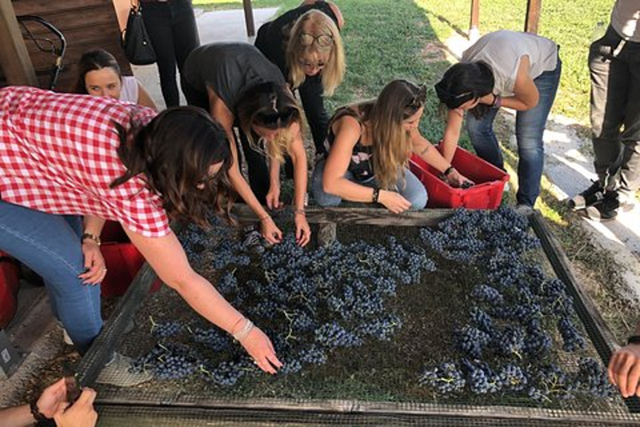Tour privato del vino con un sommelier di Assisi - cena inclusa a Montefalco