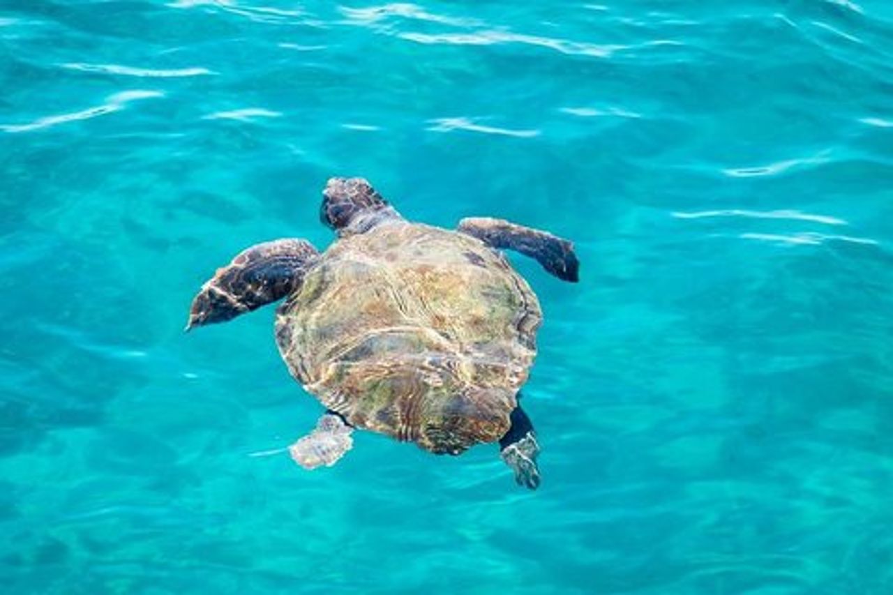 Naviga verso le grotte e l'isola delle tartarughe su una barca con fondo trasparente