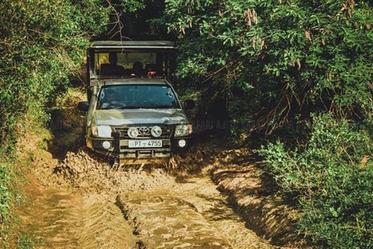 Yala Tour Safari Leopardo di un'intera giornata con pranzo al sacco