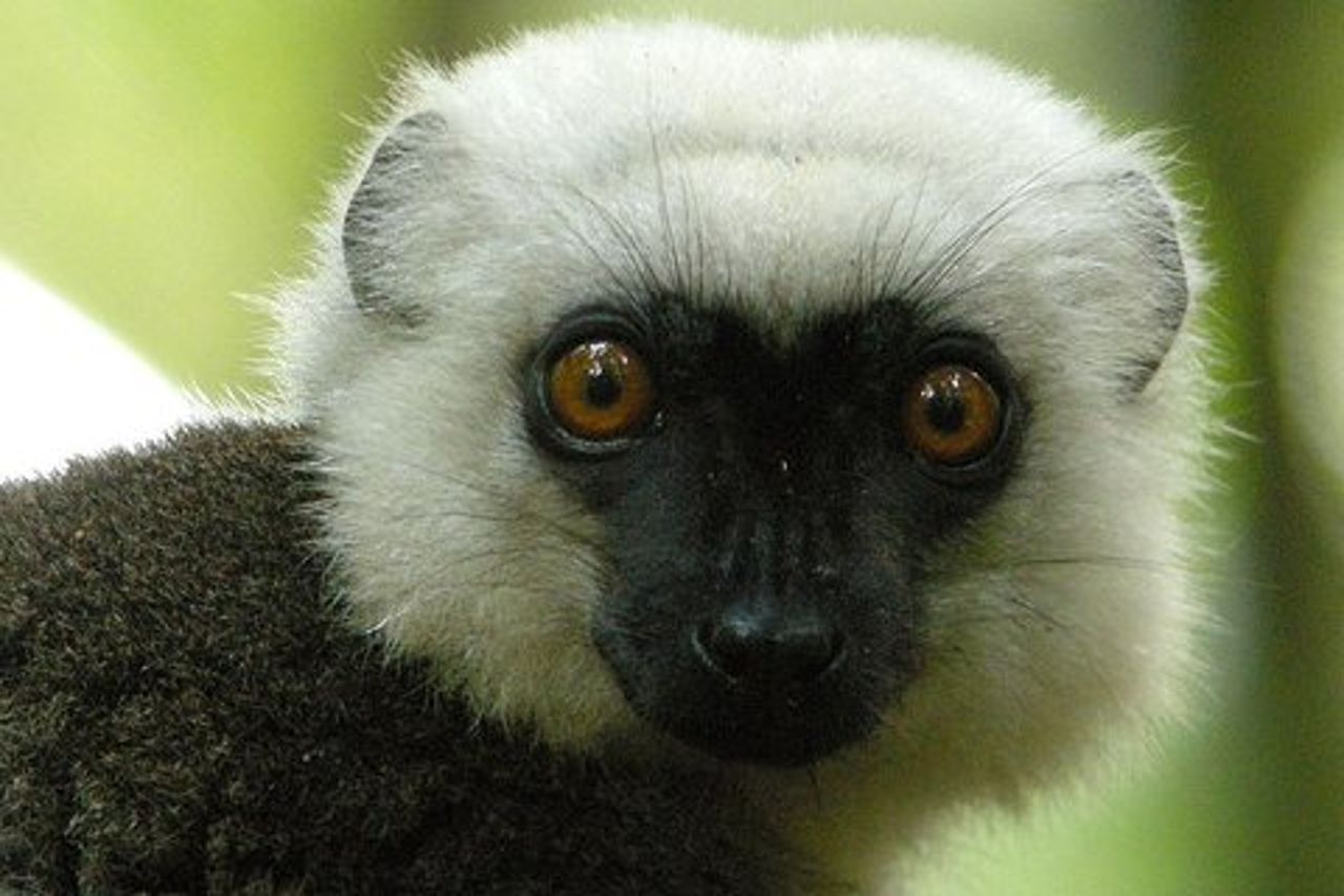 Avventura di 4 giorni nel Parco Nazionale Masoala da Antananarivo