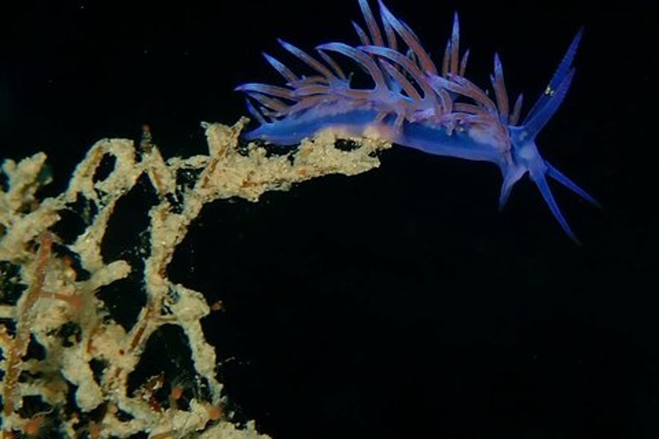 Nima Diving Center, Naxos, Grecia