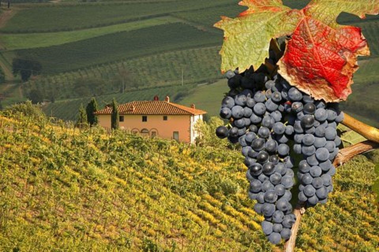 Escursione a Montalcino e Pienza in Toscana Wine & Cheese Shore dal porto di Civitavecchia